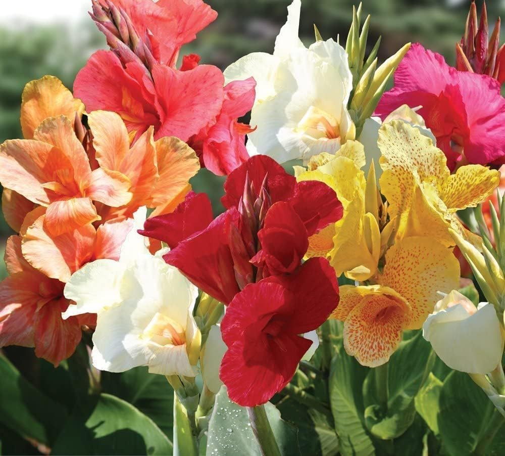 Mixed Color Canna Lily Bulbs for Planting - Stunning Summer Lily Blooms (6 Bulbs)
