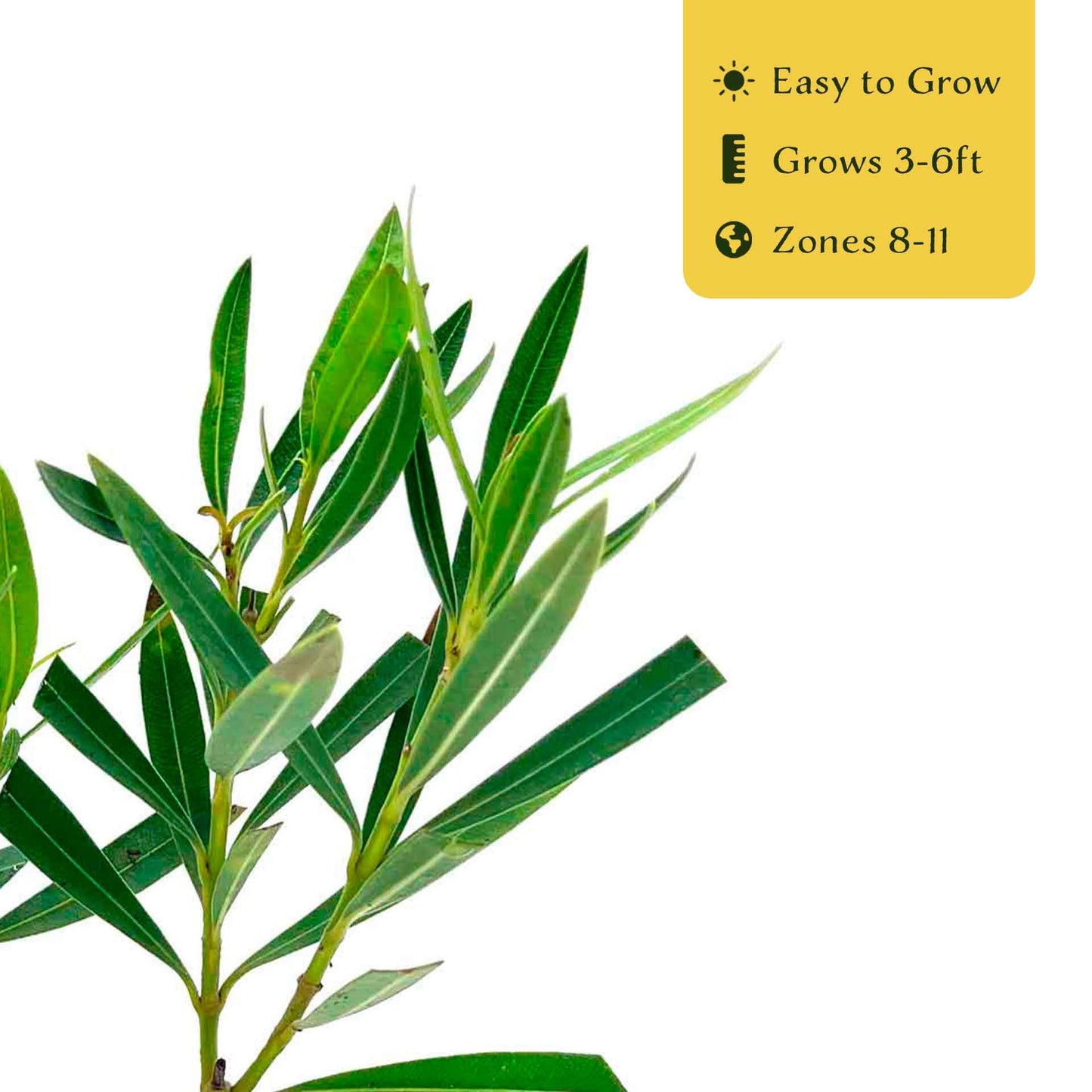 6 Petite Pink Oleander – Dwarf Evergreen Rosey Flowering Shrub for Hedges, Borders & Containers (Nerium Oleander ‘Petite Pink’) in 2.5″ Cubes, Live Plants