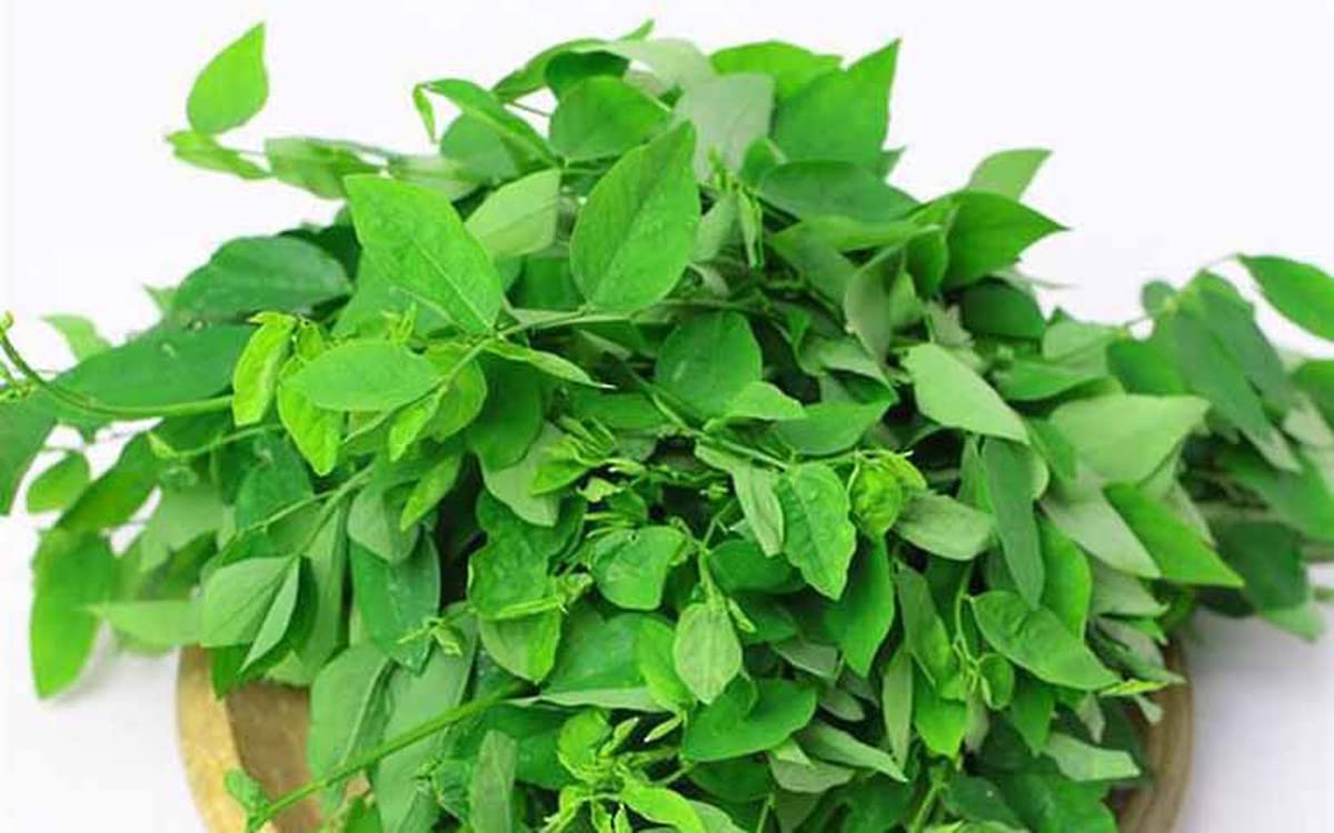 50+ Seeds Katuk Seeds Sweet Leaf Sauropus Androgynus Star Gooseberry Seeds - Vegetable Seeds, Green