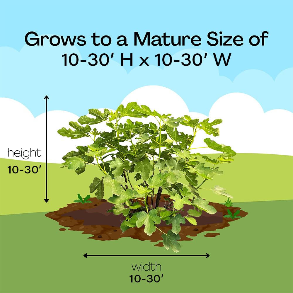 Fig 1 Gal. Brown Turkey Fig Plant