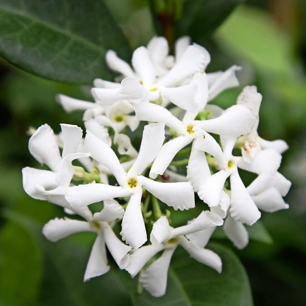 Jasmine Plant, Fragrant Jasmine Flower Vine 4-8 Inches Well Rooted for Container, Hanging Basket Growing (Star)