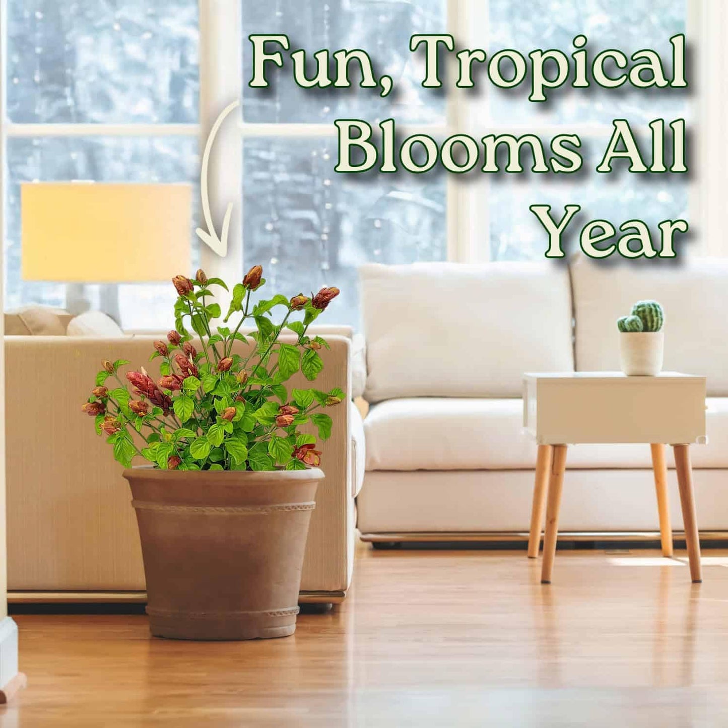 Tropical Plants of Florida Shrimp Plant Bush Live - 3 Gallon 18 to 22 Inch Tall Tropical Flowering Shrub Patio Outdoor Garden Plant
