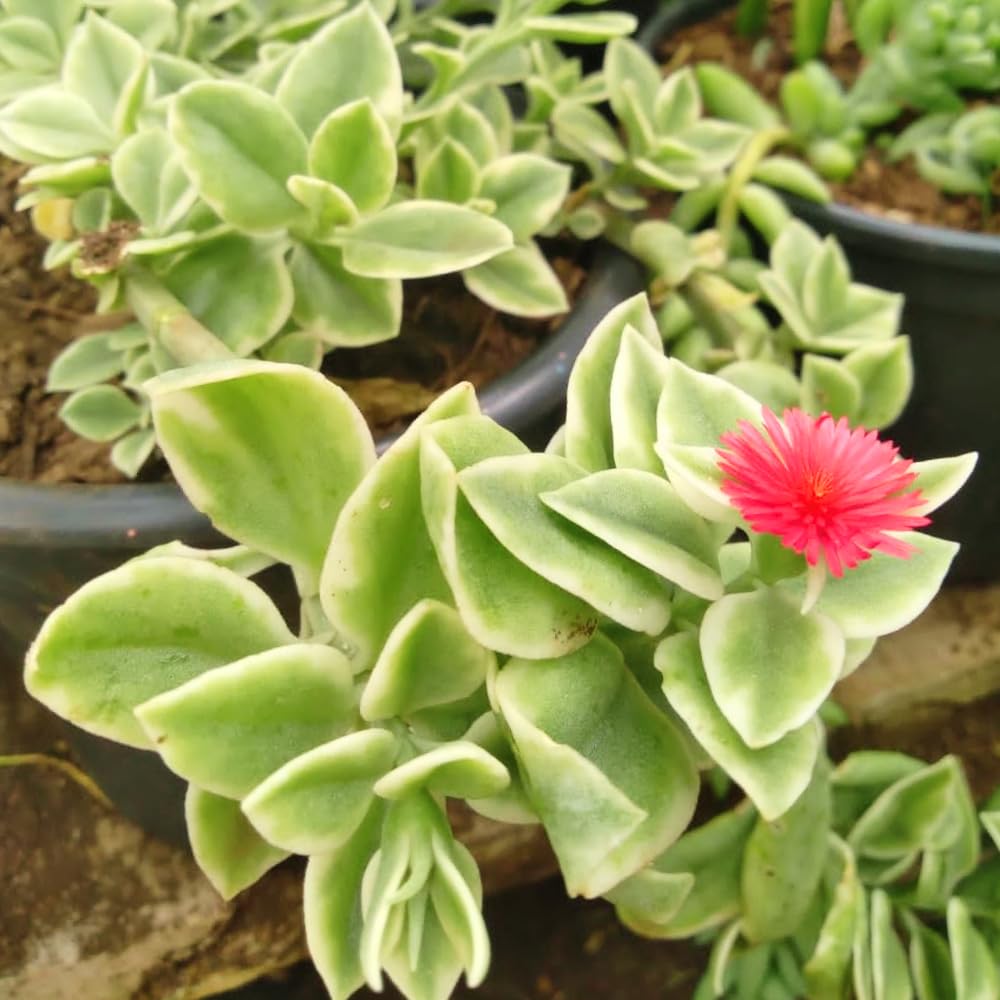 Variegated Ice Plant Live in 4 Inches Pot, Live Rare Succulent from 4 to 6 Inches Height, Variegated Baby Sun Rose Succulents for Hanging Basket