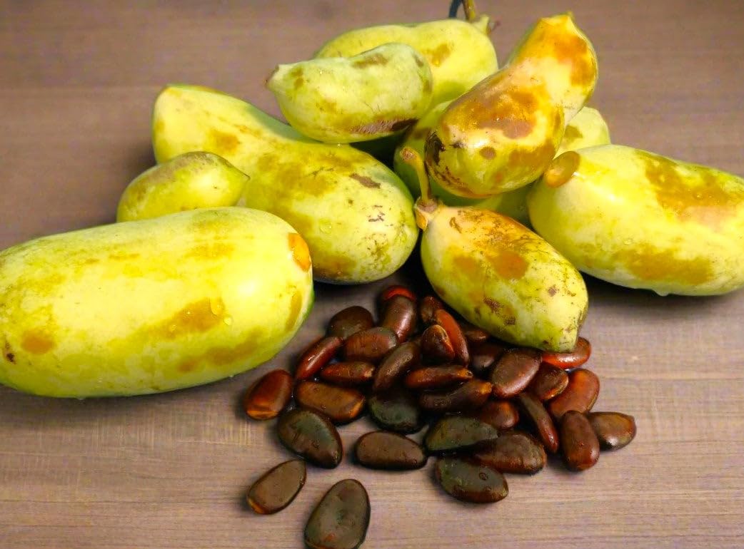 TomorrowSeeds - Paw Paw Tree Seeds - 15+ Count - for 2026 Planting Asimina Triloba North American Custard Apple Banana Papaw Banango Mango USA Native Fruit Trees Perennial Grow Your Own Home Farm