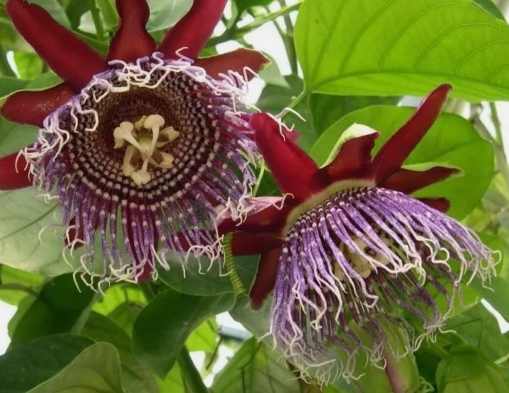 Giant Passionfruit Live Plant, Purple Passion Flower Vines Perennial Granadilla Passiflora Vine Plant 4-7 Inch Tall