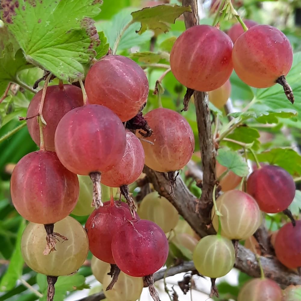 Gooseberry Tree Plant Live, Gooseberry Bush Live Plant, Fully Rooted 5-9 Inch Tall, Gooseberry Plant Live for Planting Outdoors