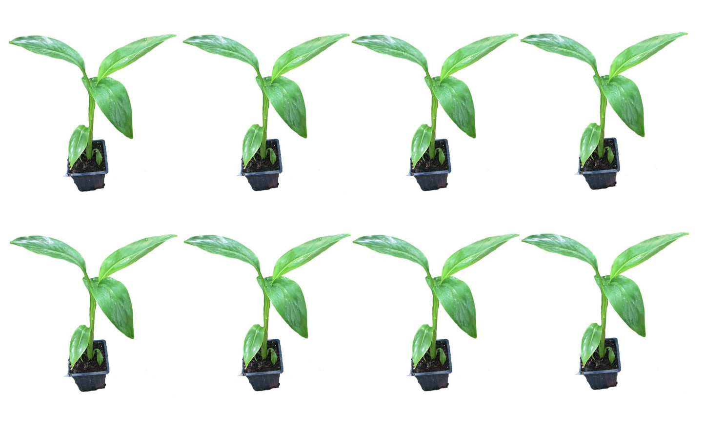 8 Musa Basjoo Banana Tree/Hardy Banana Tree in 4 Inch Pots (8 Four Inch Pots with a Banana Starter Plant in Each Pot)