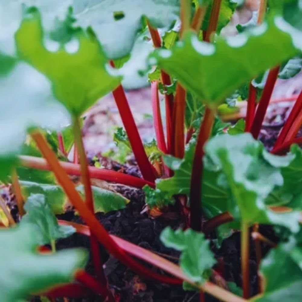 5 Large Rhubarb Plants Roots for Planting, Rhubarb Plants Live Roots for Planting, 3 to 5 Inc Tall, Backyard Gardens