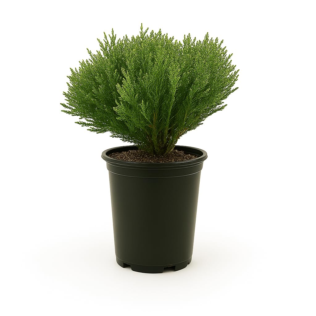 Mr. Bowling Ball Arborvitae, Dwarf Evergreen Shrub, 2ft Height, Green, 1 Trade Gallon/3 Quart