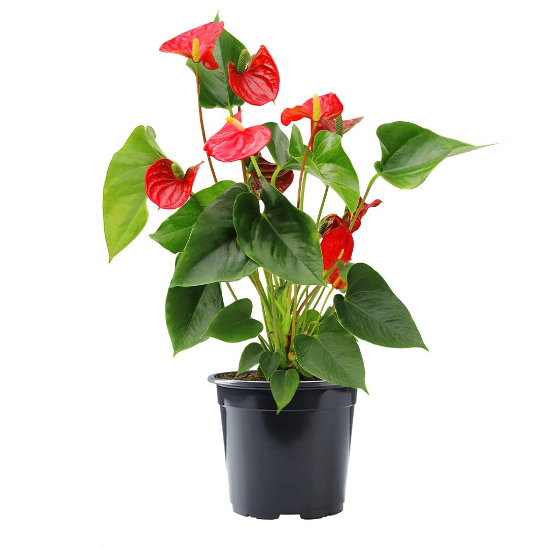 American Plant Exchange Live Red Anthurium – 6-Inch Pot – Tropical Flowering Houseplant with Glossy Heart-Shaped Blooms, Easy Care Indoor Plant for Homes, Offices, Desks & Decorative Displays