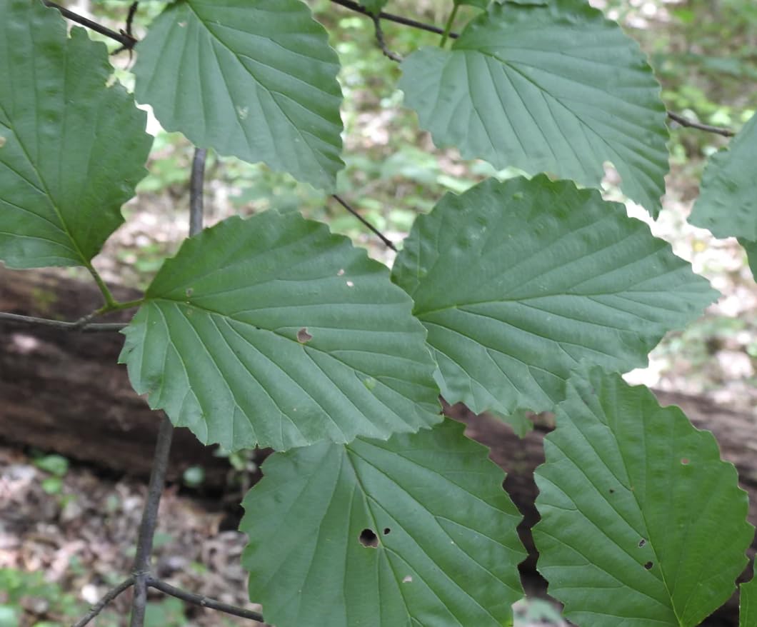 Arrowwood Viburnum 4 Live Shrub (Viburnum dentatum) – Native Wildlife Hedge Shrub – 1 Gallon Pot, 2–3 ft Plant