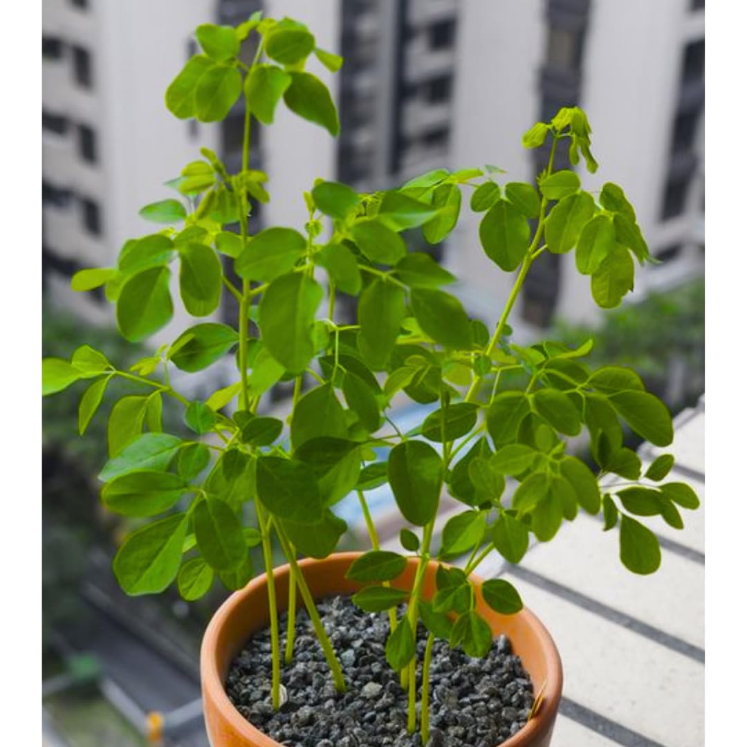 Sets 2 Moringa Plants Live Tree, 6 to 10" Moringa Oleifera Plant, Well Rooted, Cold Hardy, Spring Planting Drumstick Horseradish Tree