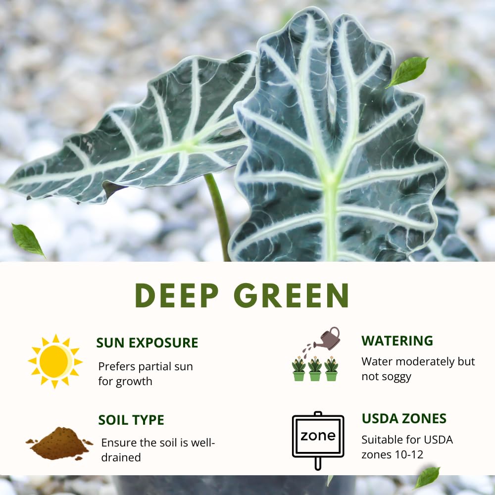 Alocasia Live Plant, Tropical Plant for Gift or Home Office Decor, Air Purifying, Rare Alocasia Plant Indoor from 2 to 4 Inches Tall (Deep Green)