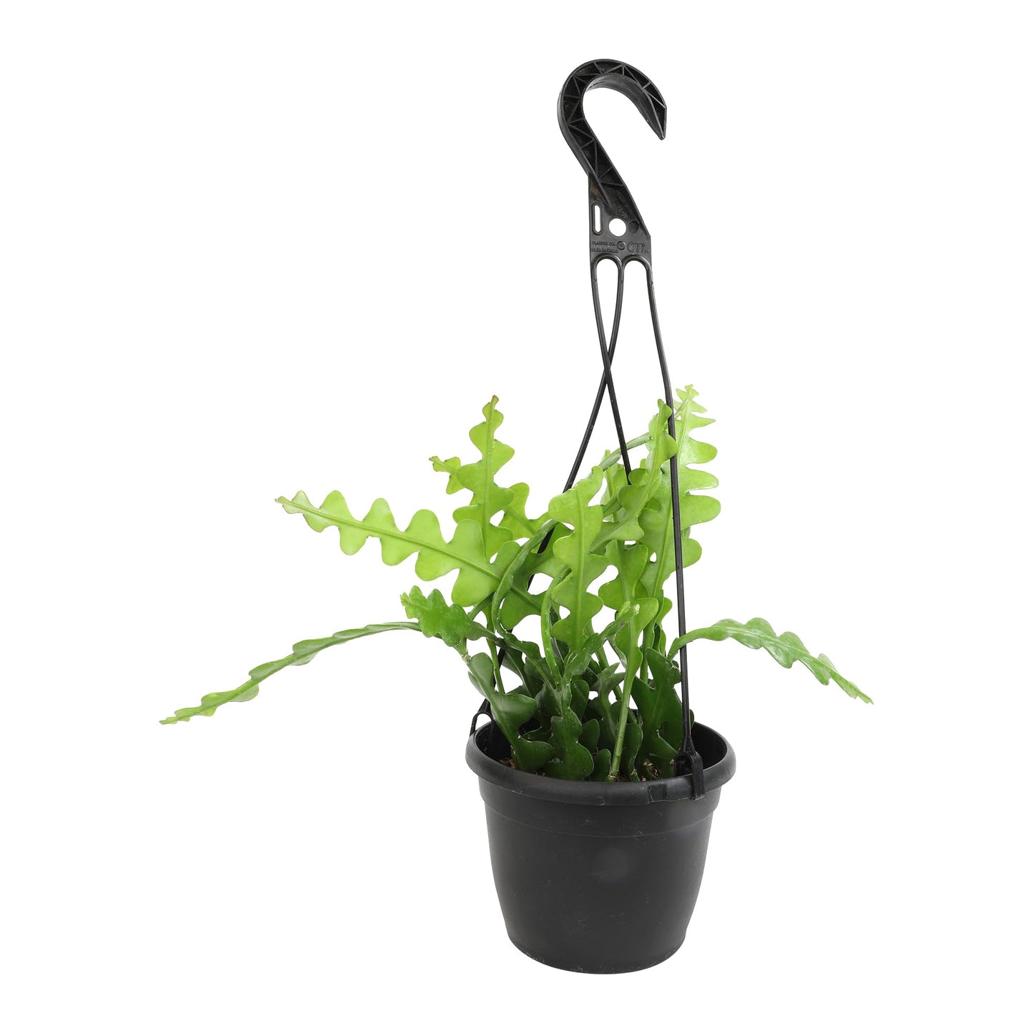 Zigzag Fishbone Cactus Plants Hanging Basket, Epiphyllum Plant, RIC Rac Cactus Plants Live Succulents Plants Live Houseplants, House Plants Indoors Live Indoor House Plants by Plants for Pets