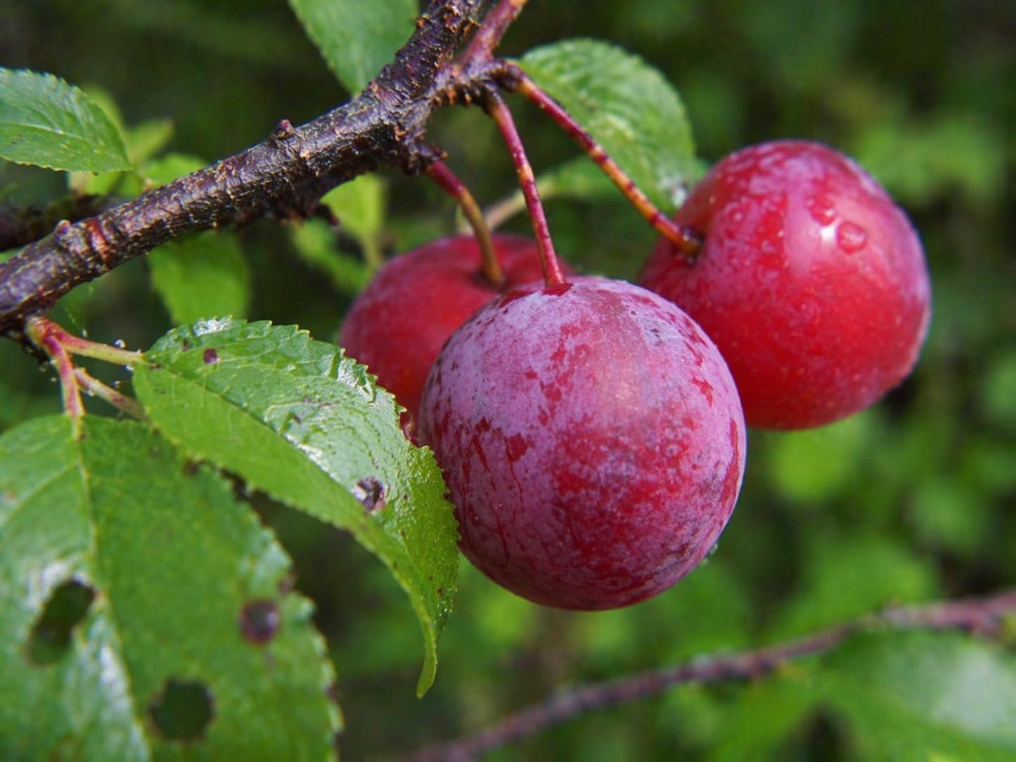 2 Chickasaw Plum Trees/Shrubs - 12-18" Tall Live Plants - Native Fruit Bushes - Prunus angustifolia - (2 Pack)