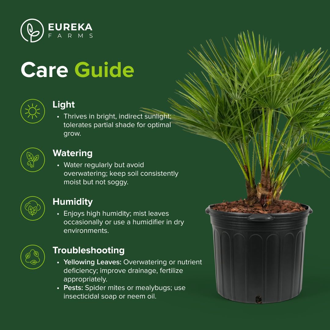 European Fan Palm Tree Multi - Chamaerops Humilis, Cold Hardy Mediterranean Palm, Drought-Tolerant Ornamental Plant for Patios, Gardens, and Landscapes (2gal Pot, 1-2ft)