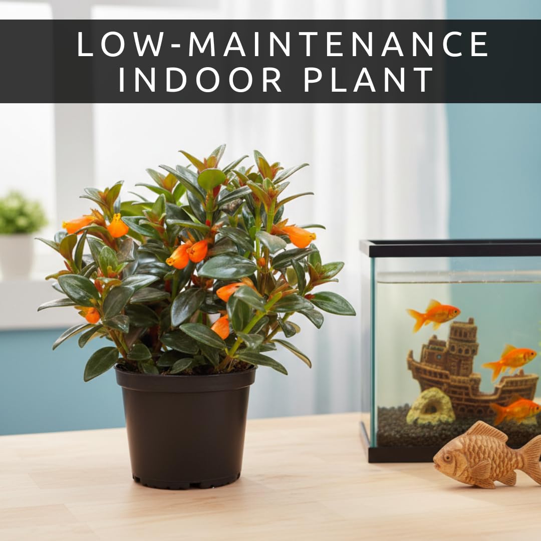Orange Goldfish Plant – Compact 2-Inch Pot Starter – Indoor Trailing Houseplant with Bright Orange “Goldfish” Blooms – Easy-Care Plant for Desks, Windowsills, and Gift Giving