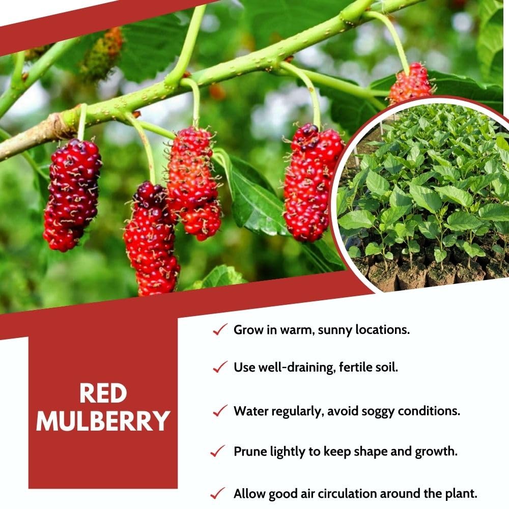 Red Mulberry Fruit Plant Live 6-8 Inches Tall, Sweet Mulberry Live Plant for Planting Outdoor Garden
