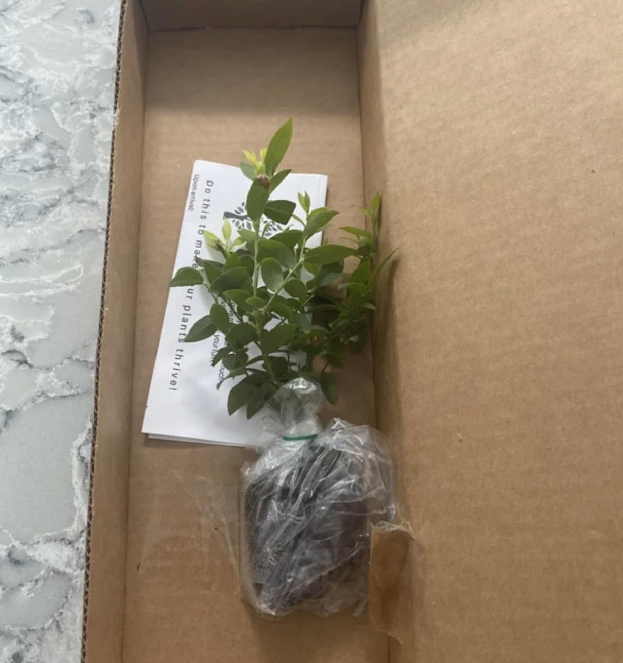 Jewel Blueberry Plants (2-Pack) - Live Berry Bush 5-8" - Container or Garden Growing - Large Sweet Berries - Hardy Zones 4-8