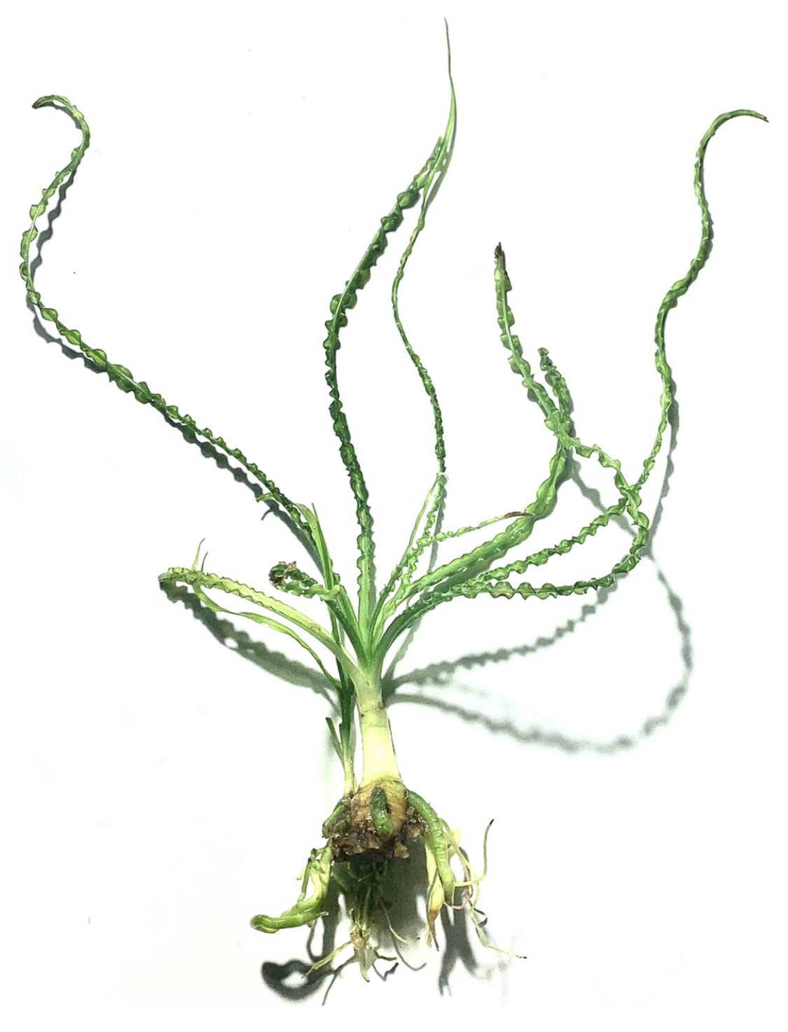 Marcus Fish Tanks Crinum Calamistratum Easy to Grow Hardy Live Aquarium Plant Betta Fish Plants