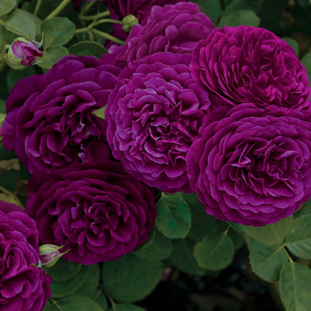 Heirloom Roses Rose Plant - Twilight Zone Purple Rose Bush, Grandiflora Roses Live Plant for Planting Outdoors