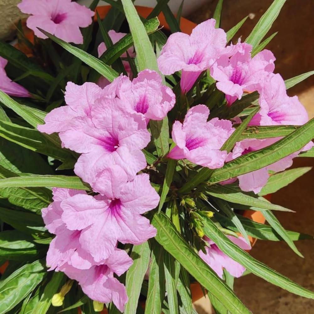 2 Pink Mexican Petunia Plants Live, 5 to 7 Inches, Petunia Flower Live Plant, Shrub Plant Gardening
