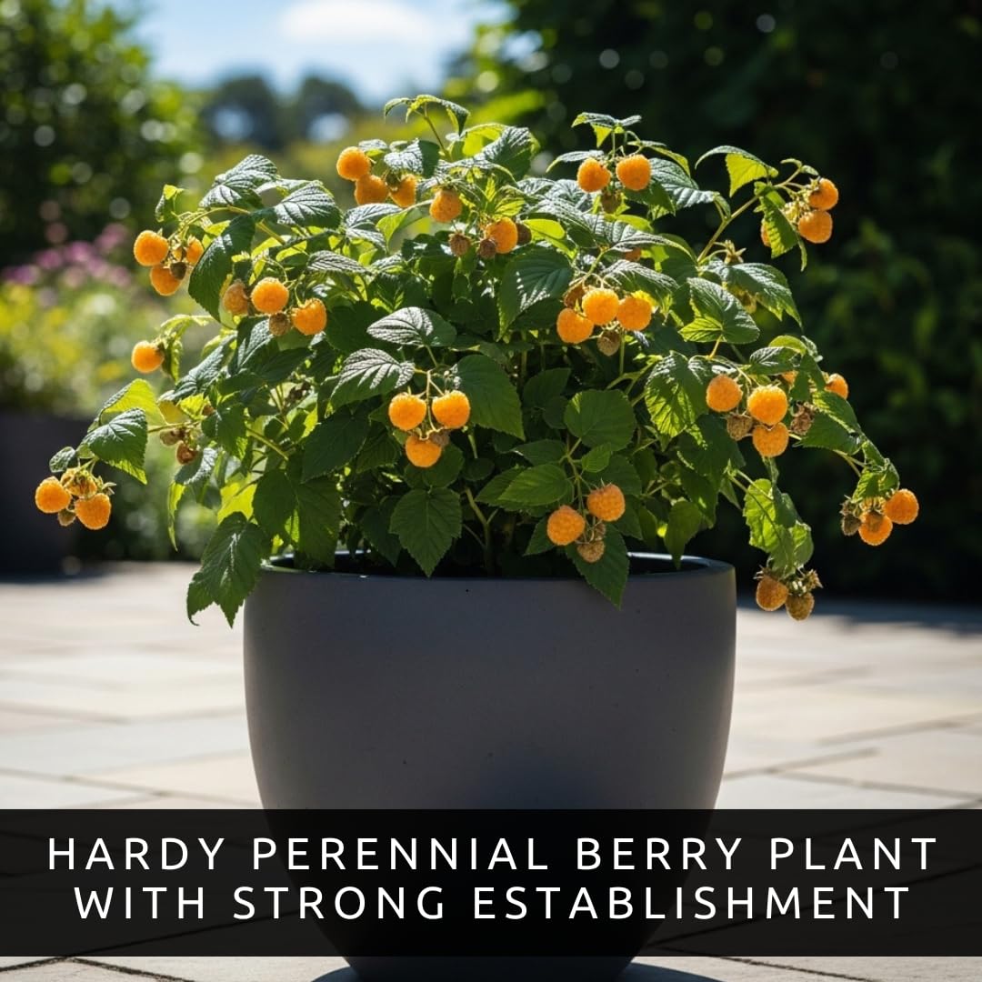 3 Golden Raspberry Plants – Live Fruit Bush (Rubus idaeus) – Sweet Yellow Heirloom Raspberries – High Yield Berry Plant for Outdoor Gardens - Easy to Grow Delicious Fruit