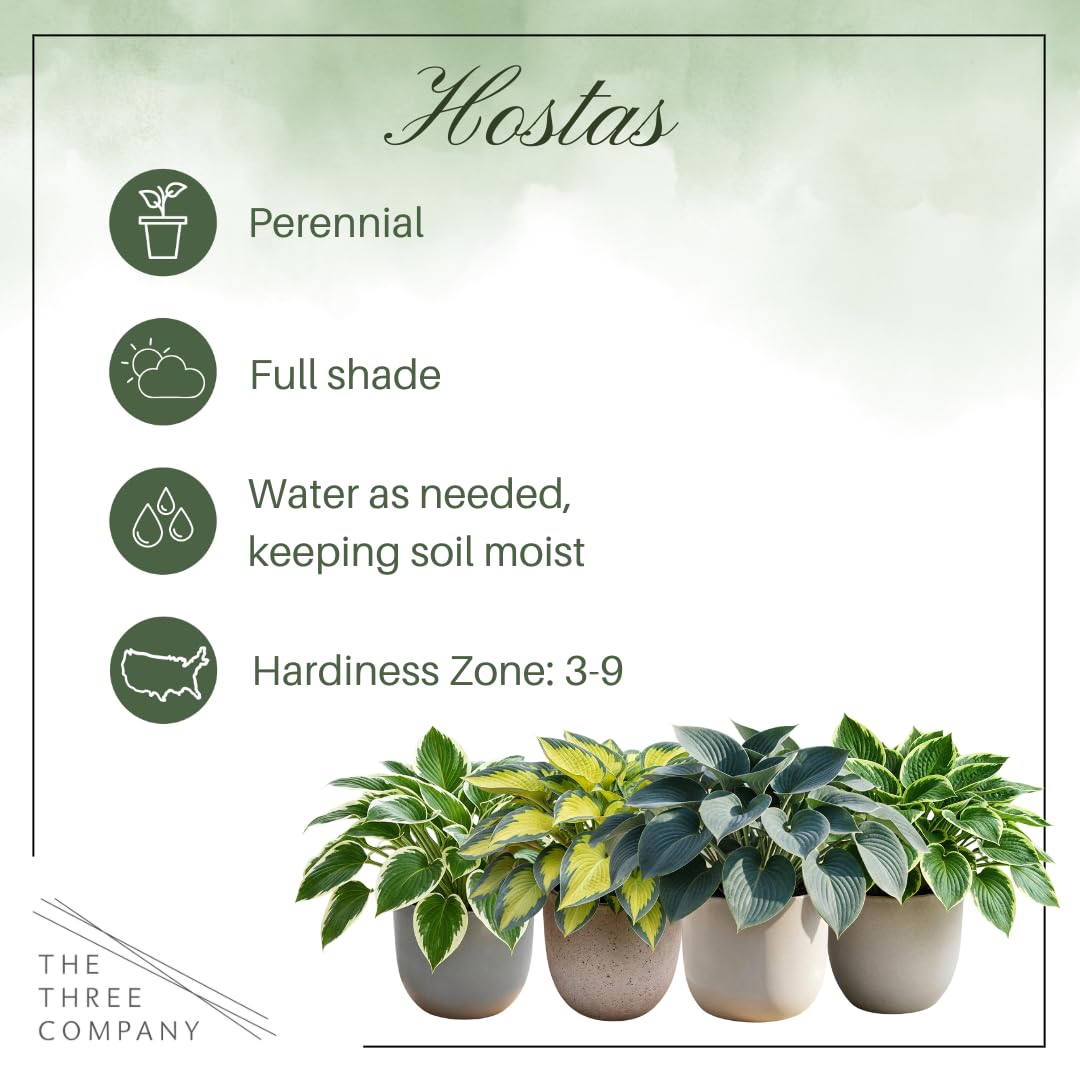 Live Perennial Hosta - Golden Tiara (3 Plants Per Pack) Beautiful Accent Plant, 10" Tall by 4" Wide in 1 Qt Pot