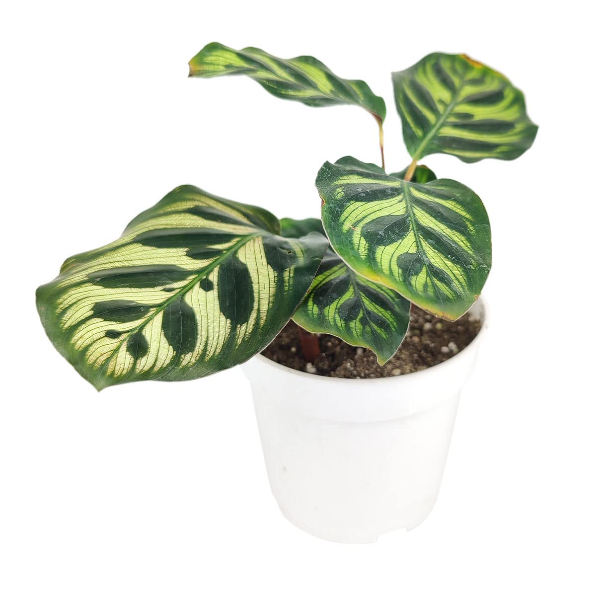 Calathea makoyana Peacock (4" Grower Pot) - Peacock Prayer Plant - Eye-catching, Easy to Grow, Easy to Care Houseplant - Live Healthy Houseplant for Home Office Decoration