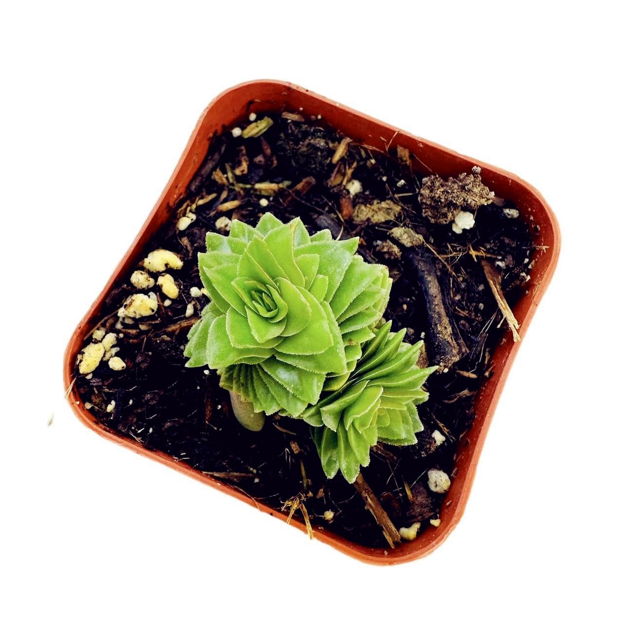 USKC Live Succulent Cactus Plants (2" Pot Crassula Estagnol Spiralis)