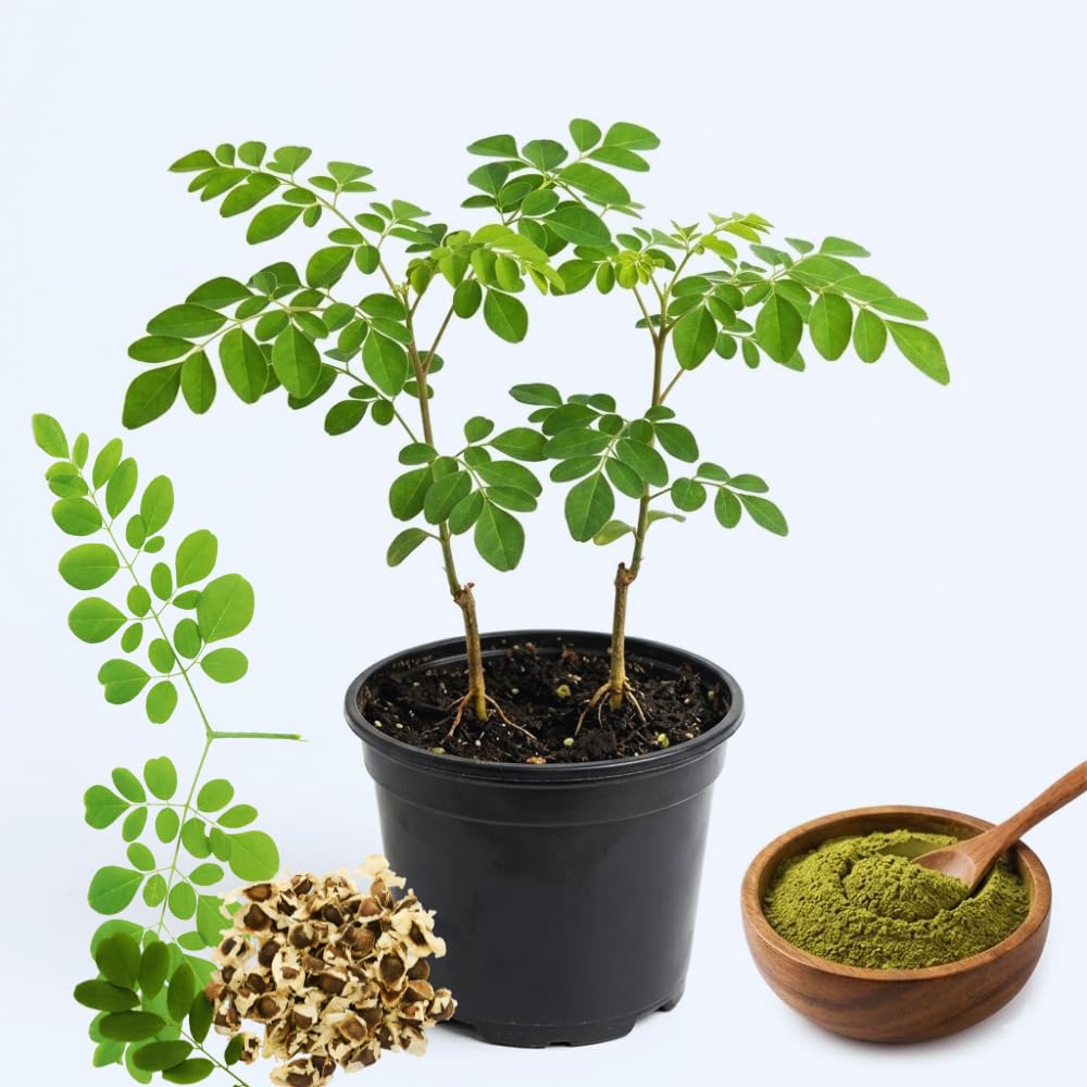 2 Moringa Trees Live Plants, Moringa Oleifera Plants, 4 to 6 Inc Tall, Easy to Plant Outdoor Gardening