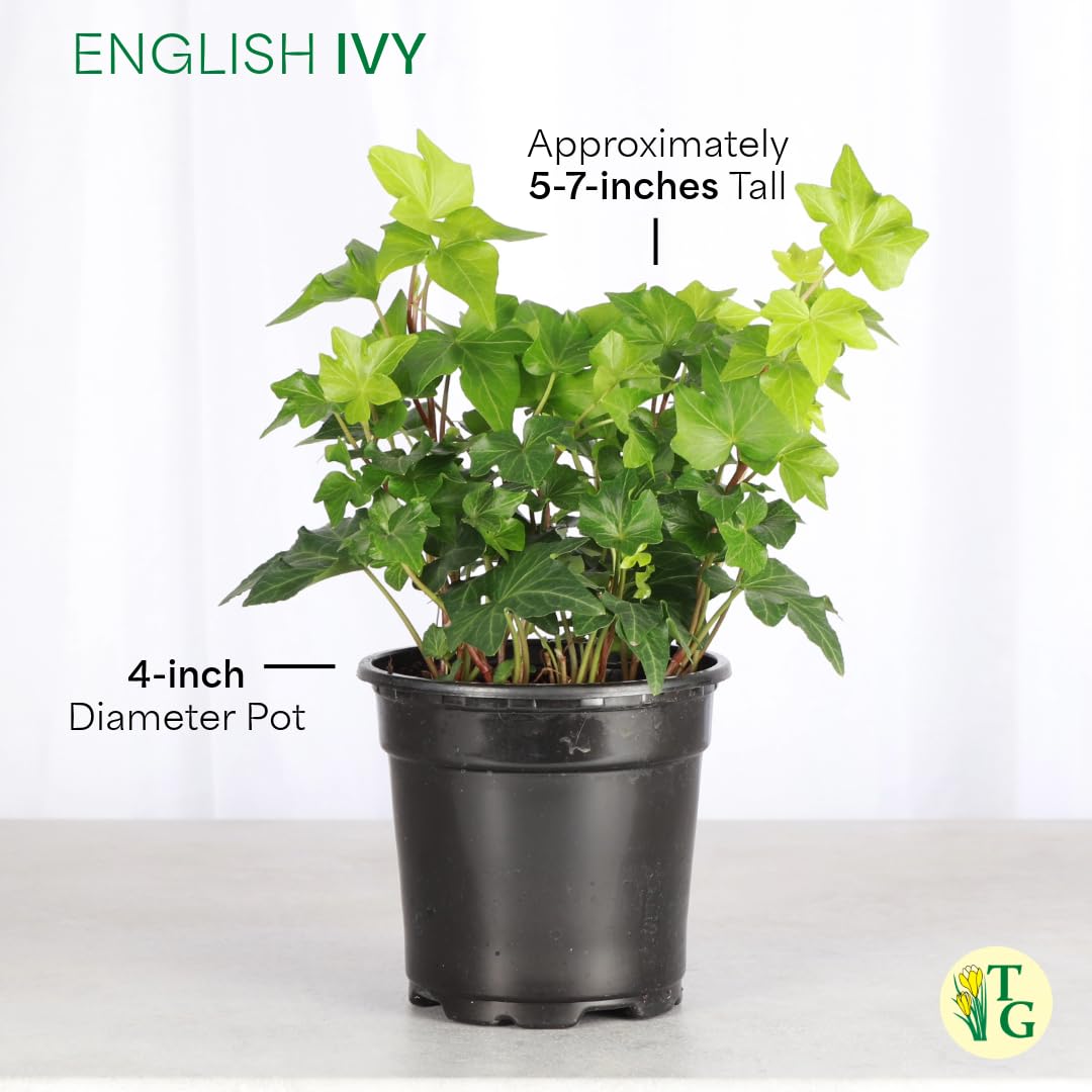 Thorsen's Greenhouse Live Green English Ivy Plant, Hedera Helix, Natural Air Purifier, Easy to Grow, Live Indoor Houseplant, 4" Diameter Pot (Black - Hanging)