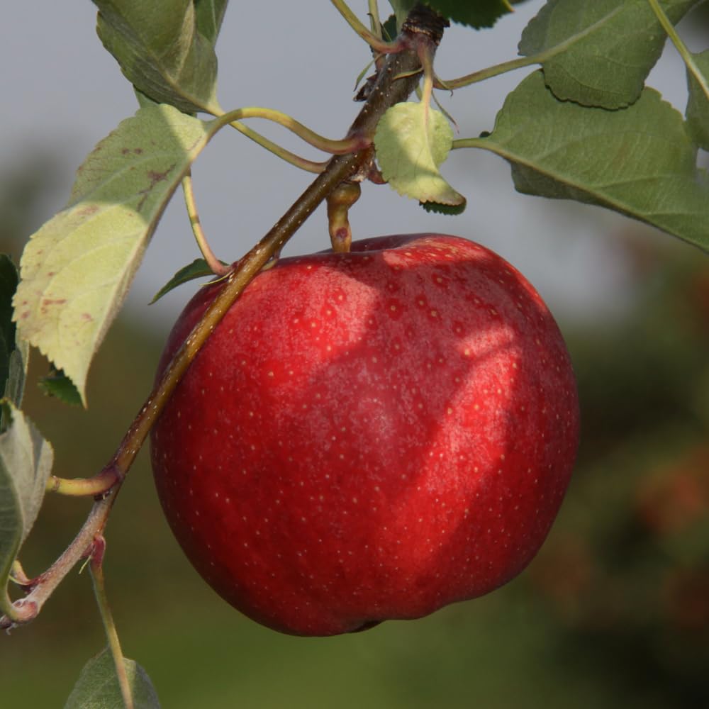 Gala Apple Tree, Deciduous, Early Harvest, Moderately Sized, 1 gal Nursery Pot, 2-3 ft. Tree Height (Due to Agricultural Laws, we Cannot Ship to CA, AZ, AK, or HI)