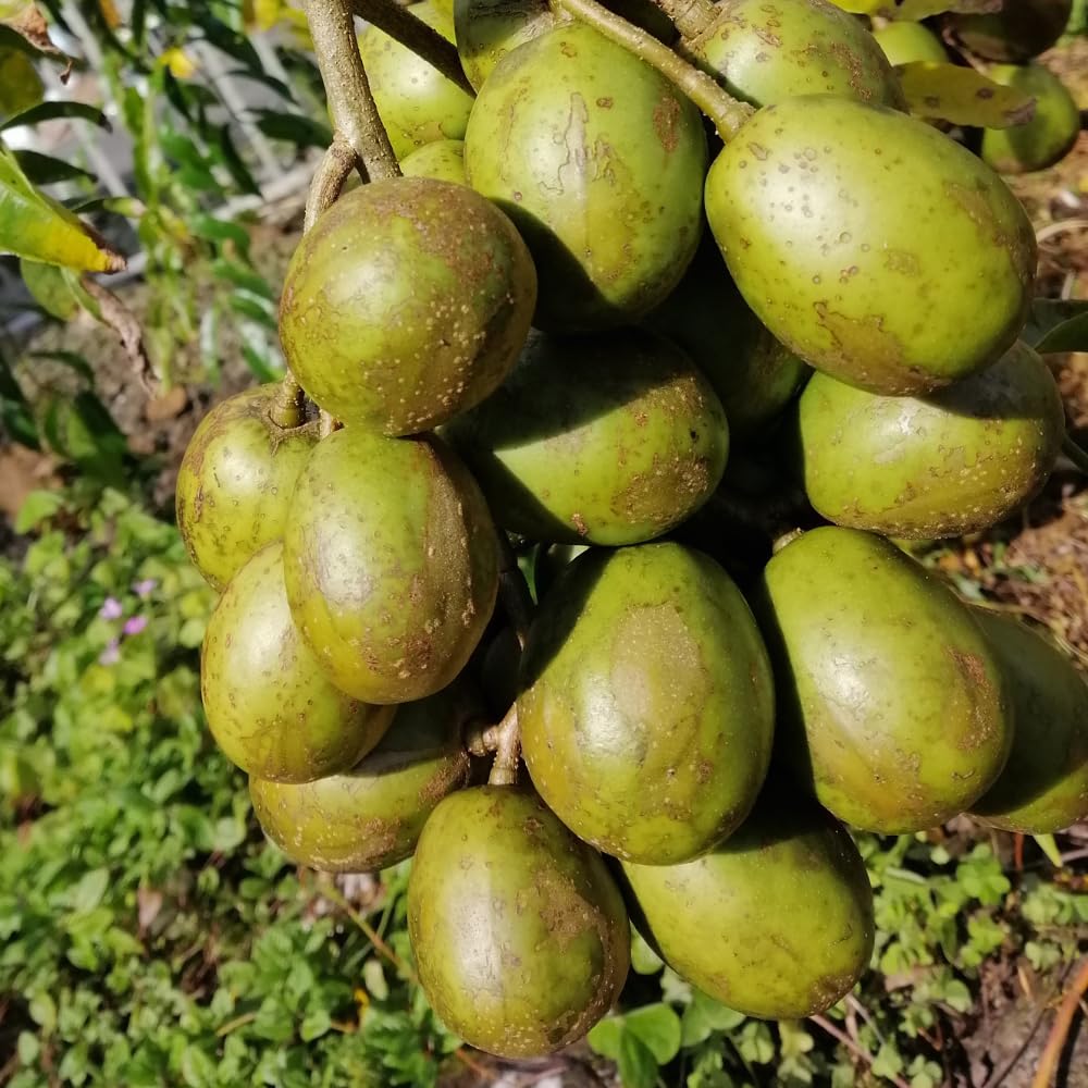 June Plum Tree Live Plant in One Gallon Pot, Tropical Fruit Tree Well Rooted 2-3 Feet Tall, Ready for Outdoor Garden
