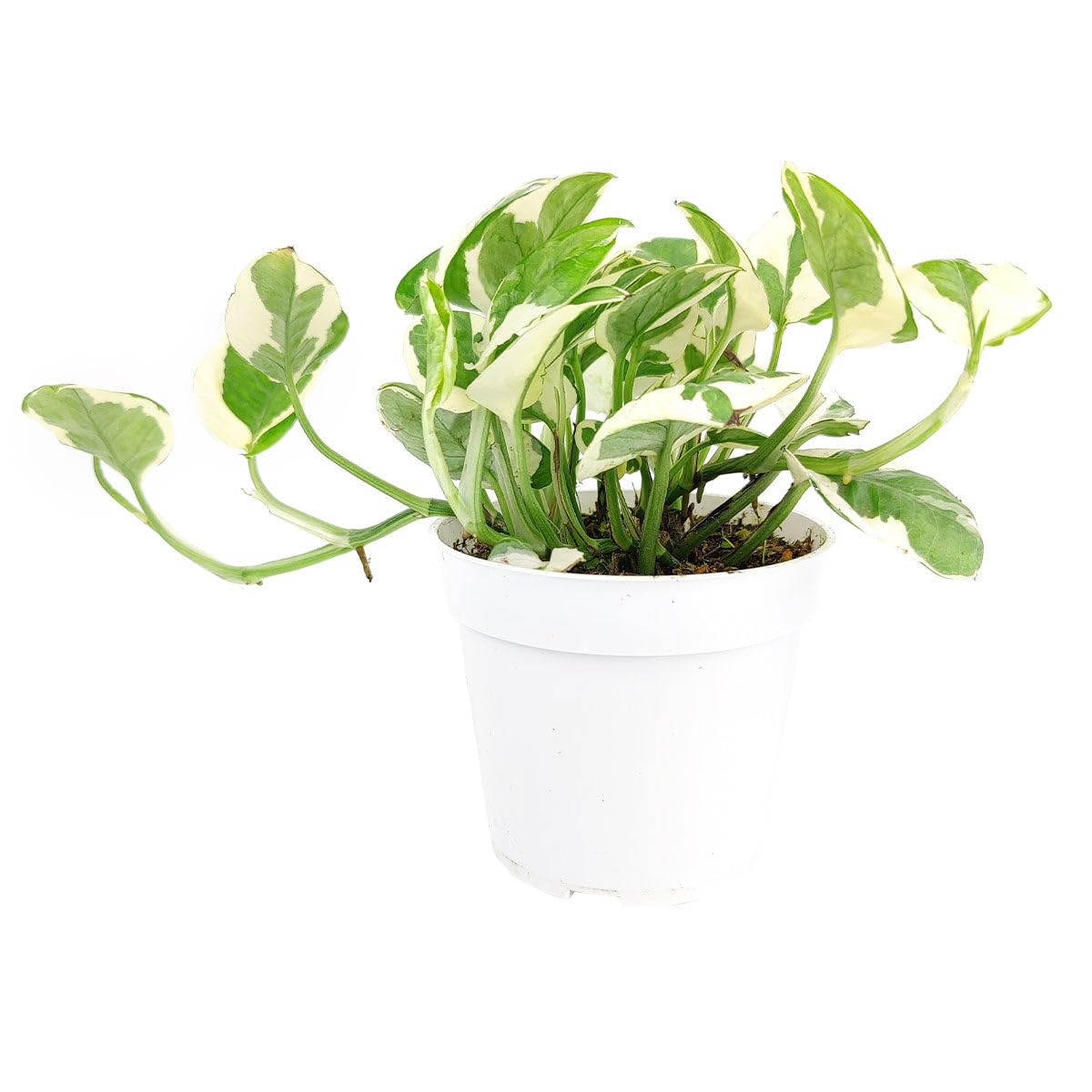 Pothos N'joy (4 inch) - Air-Purifying Houseplants - 4/6 inch Unique Live Decorative Houseplants - Low-Maintenance Indoor Plants, House Warming Gift, Natural Air Purifier