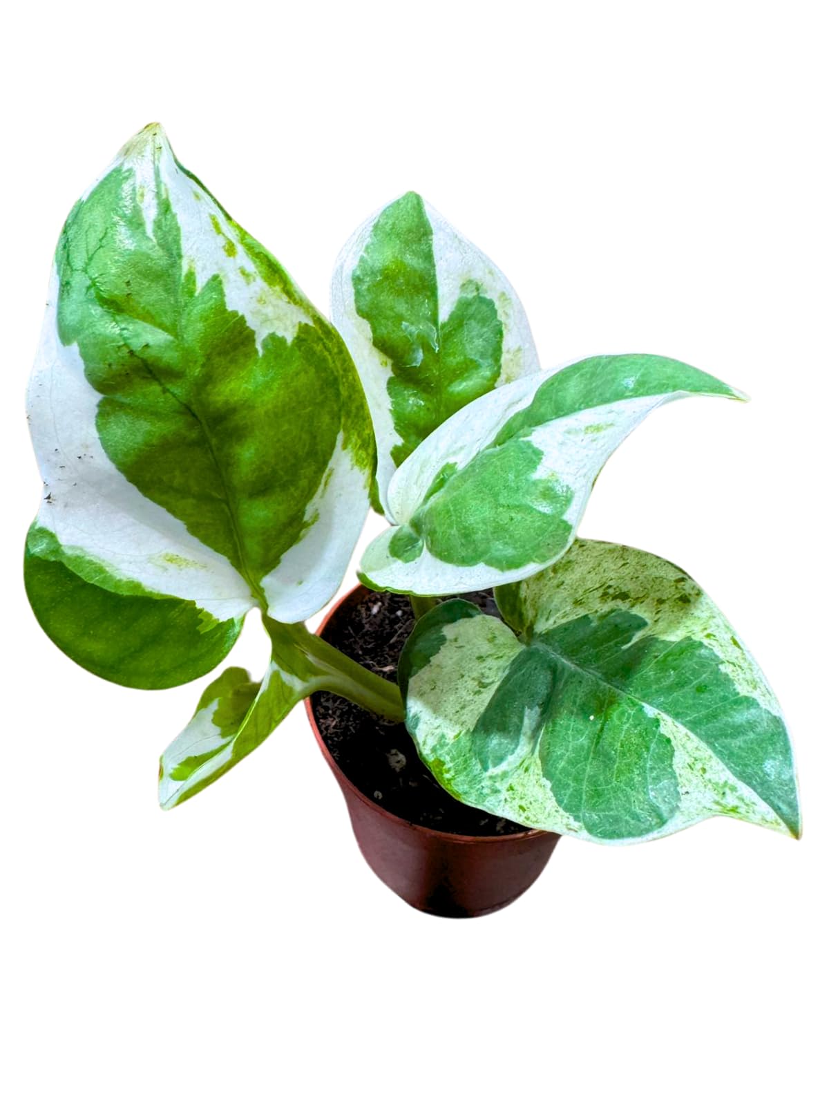 Pearl and Jade Pothos Starter Plant in 2 inch Pot, Low Light Indoor Vining Plant, Climbing Terrarium Plant, Office, Gift, Home Decor Live Plant