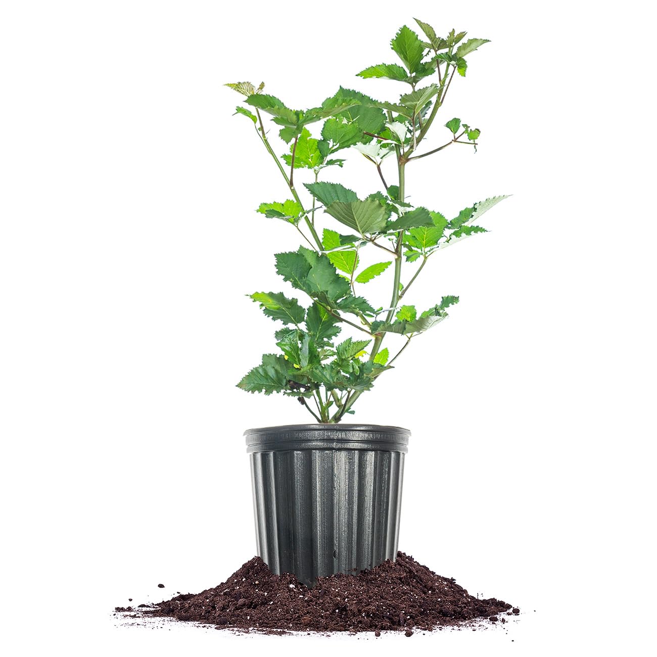 Perfect Plants PrimeArk Freedom BlackBerry Bush 1 Gallon | Live Thornless Fruit for Outdoor Planting | Large Fruits for Home Gardens | Dark Purple Berries Emerge During Early Summer