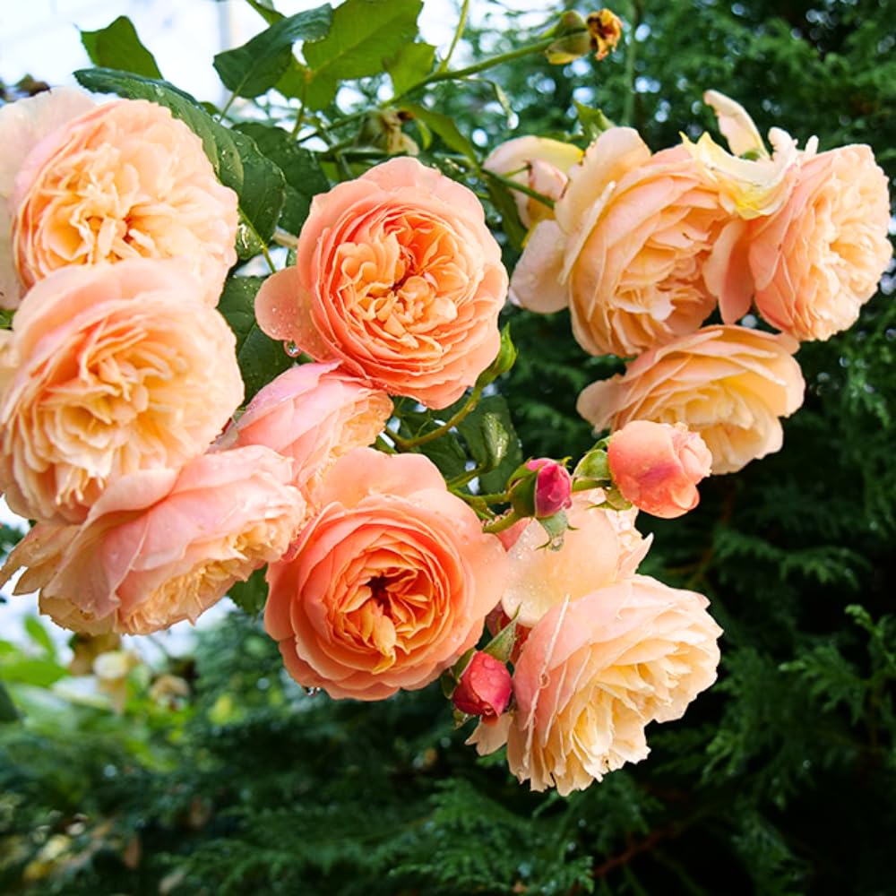 Rose Plant Live Ready to Plant, Fragrant Roses Flowers, in Pot, Ornamental Flowers Indoor Outdoor Home Garden (Apricot Rose)