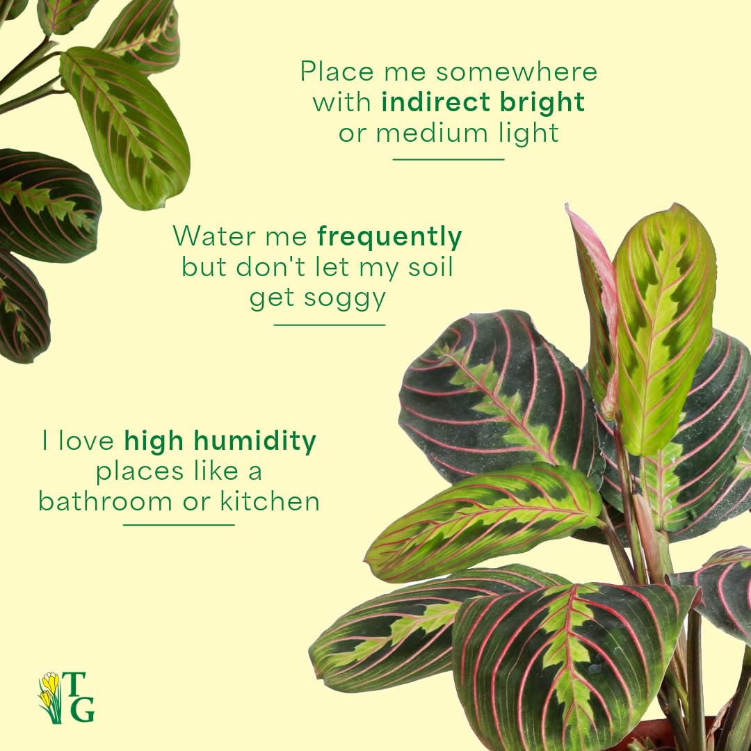Thorsen's Greenhouse Red Prayer Plant, Live Indoor Plant, Pet Friendly, Popular Houseplant, Red Maranta, Easy to Grow, 4" Diameter Pot (Gold)