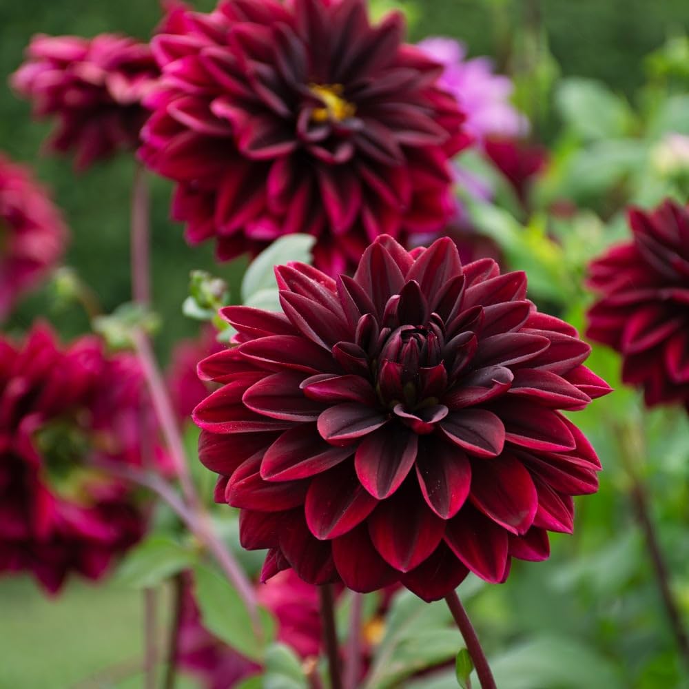 Votaniki Sam Hopkins Dahlia Tubers for Planting — Perennial & Large Flower, Dark Red Dinnerplate Dahlia | Easy to Grow Summer Flowers (1 Pack)