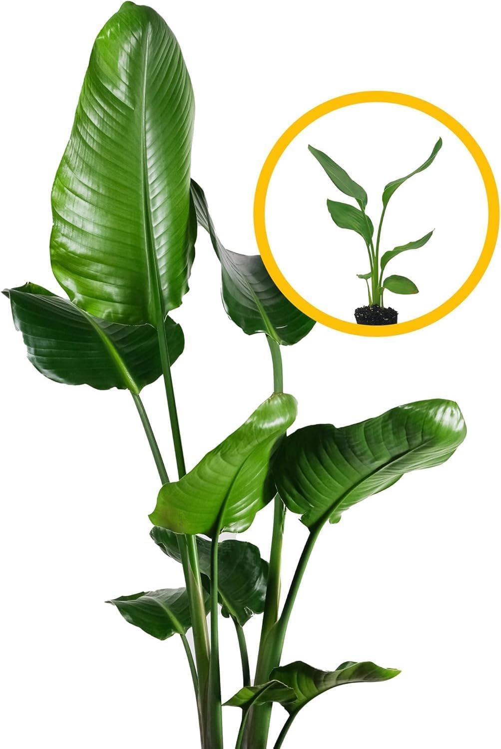 Live Orange & White Birds of Paradise Plant Variety - 'Birds of Paradise' Strelitzia nicolai - ragnaroc Tropical Plant 6-10” Tall - 2ct - Live Arrival Guaranteed - House Plants for Home Decor & Gift