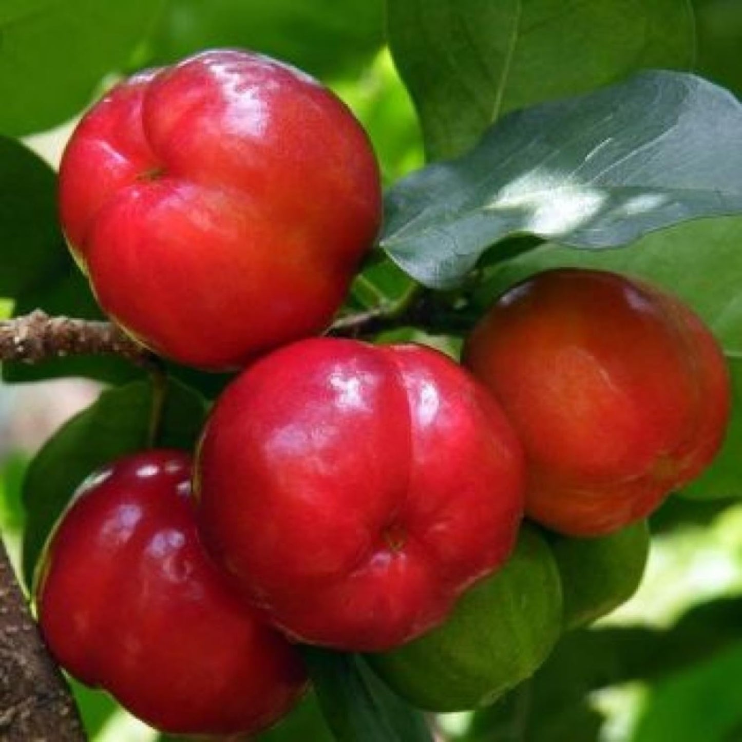 Barbados Cherry Tree, 4-8 Inch Tall, Acerola Barbados Cherry Plant Live for Planting Indoor Outdoor Ornamental Garden, No Pot