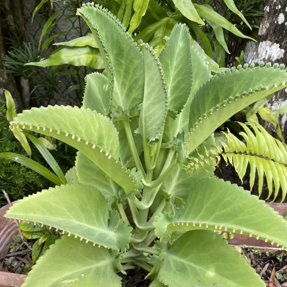 Live Mother of Thousands Plant Kalanchoe Starter Plants, 4 Inch Pot Kalanchoe Houseplants Succulent Live