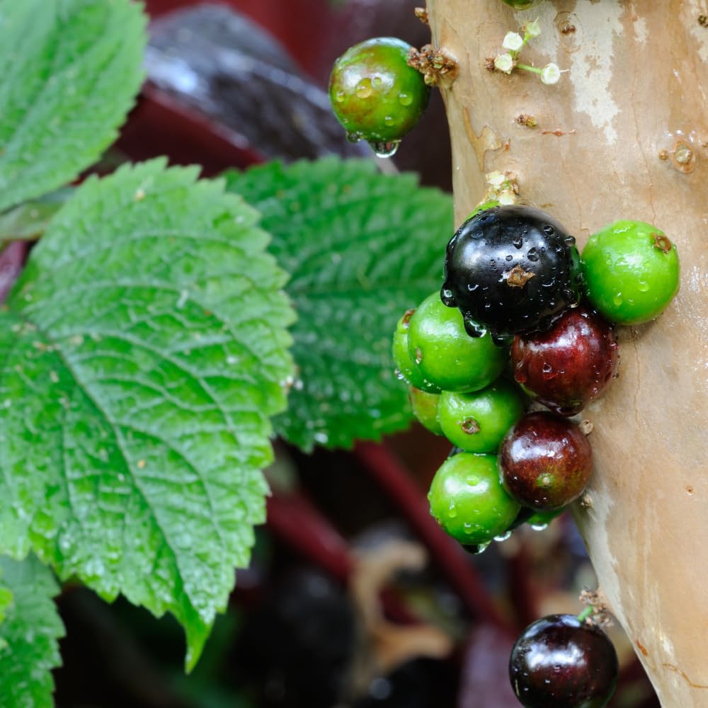 Jaboticaba Tree Live Plant for Growing Outdoor 10 to 12 Inch Tall