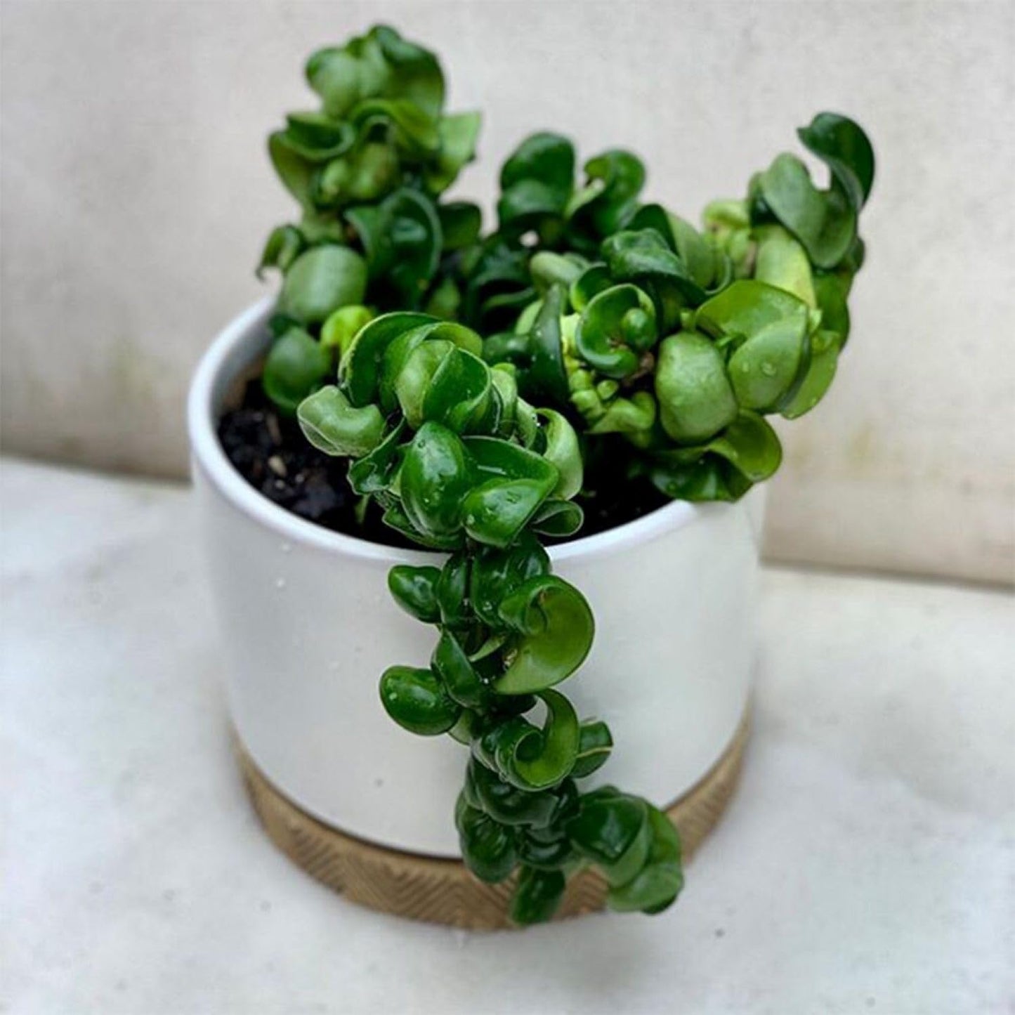 American Plant Exchange Hoya Compacta Hindu Rope, 6-Inch Pot, Live Flowering Wax Plant, Exotic Indoor Houseplant