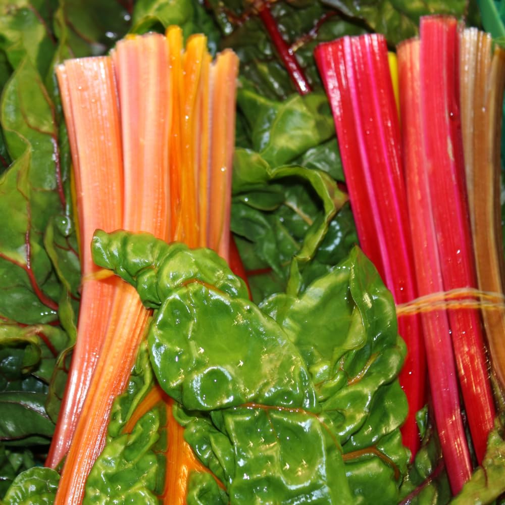 Common Rhubarb Plant Roots Live, 5 Large Rhubarb Plants Roots for Planting, Vegetable Plant for Gardening Indoor Outdoor