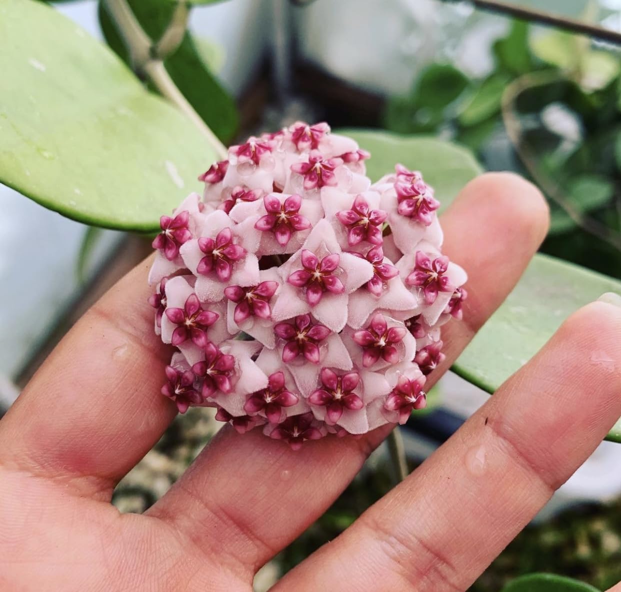 Variegated Hoya Obovata Spalsh Available in 2" Pot, 4" Pot, and 6" Hanging Pot - Hoya Live Plants Live Houseplants - California Seller (4" Pot, 2 Plants(stem))