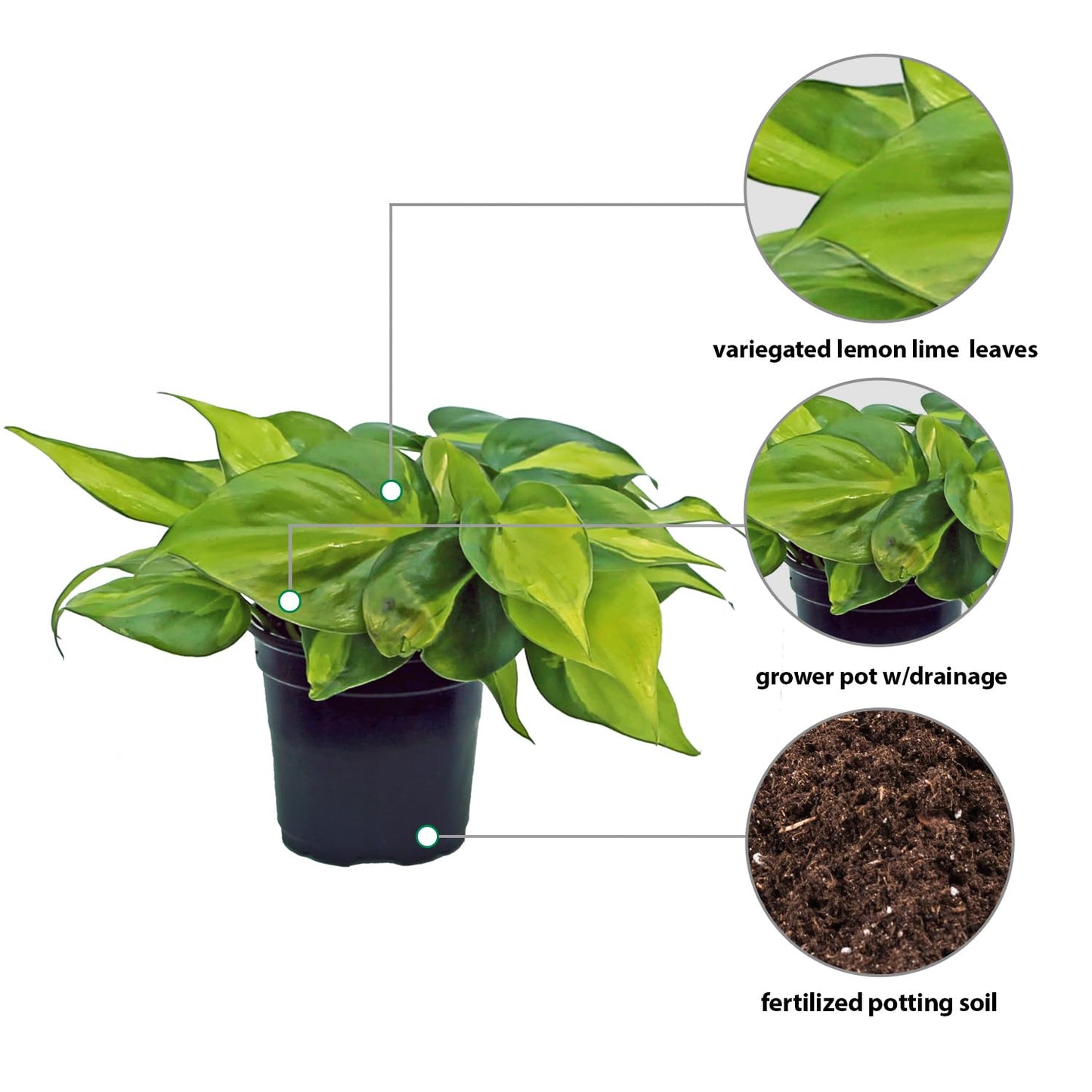 Live Brazilian Philodendron, Variegated Philodendron, Trailing Indoor Potted Plant, Fully Rooted Air Purifier, Couples Gift, Plant Mom Dad Gift, Easy to Grow Houseplant in 4" Pot