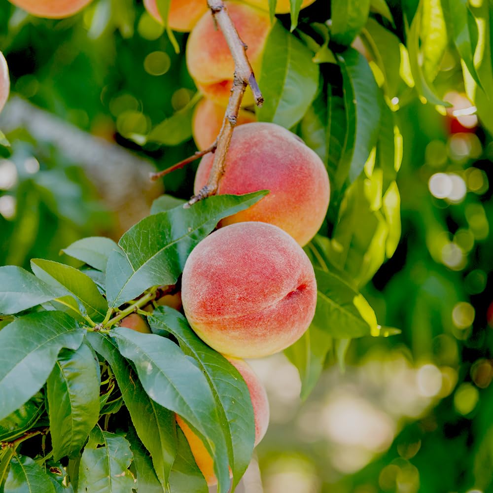June Red Peach Tree, Self-Pollinating, Pink Flowering, Deciduous, 1 gal Nursery Pot, 1-2 ft Tree Height (Due to Agricultural Laws, we Cannot Ship to CA, AZ, AK, or HI), 2 Trees