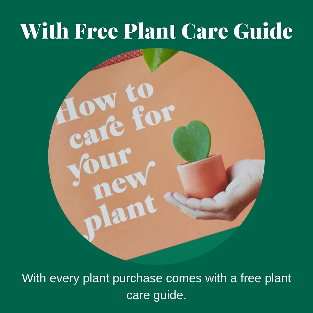 House Plant Shop | Calathea 'Beauty Star' - 4" Pot | Live Indoor Plant | Easy to Care | Natural Décor Plant | Great Gifts| Free Care Guide
